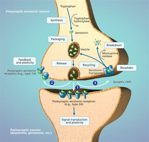 Neurobiological mechanisms in major depressive disorder | CMAJ