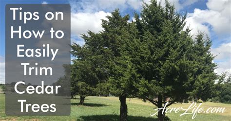 Trimming Cedar Trees – Acre Life