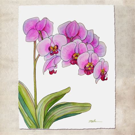 Janet Zeh Original Art Watercolor and Oil Paintings: Orchid Painting Original Watercolor and Ink ...