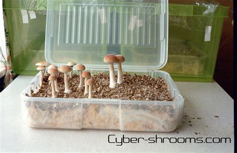 Growkits Psilocybe cubensis 1997 - Cyber-Shrooms