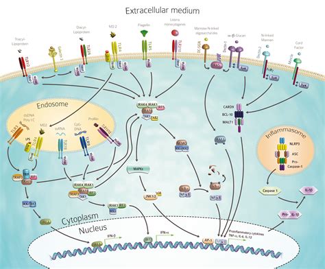 Innate Immunity - Home - Covalab Biotechnology