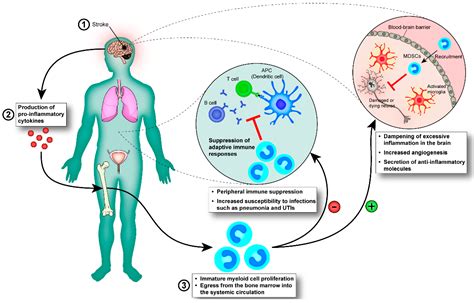 B cells are important in helping the immune system fight pathogens - however in multiple ...