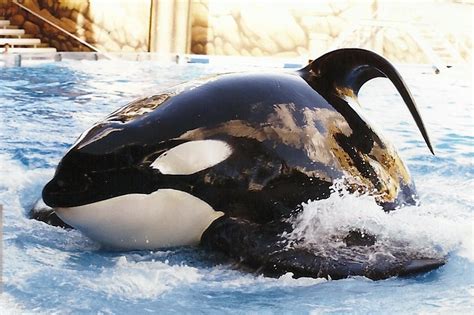 Op-Ed: No Orca Dies Peacefully Say Former Trainer | Dolphin Project