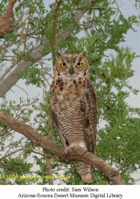 The Great Horned Owl – Arizona Daily Independent