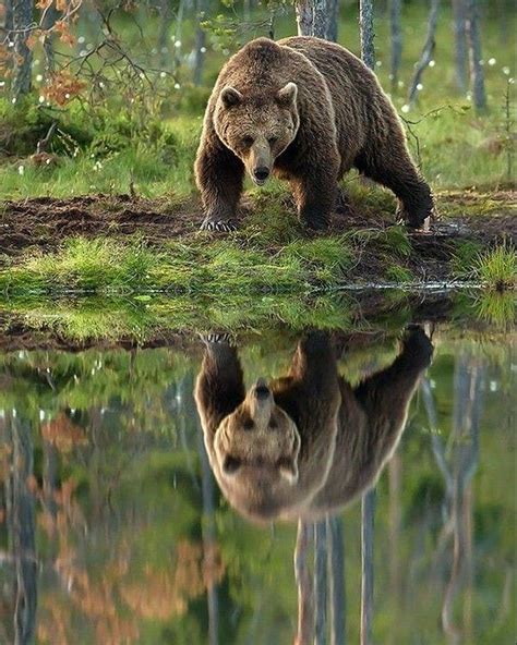 Upside Down... | Evcil hayvan fotoğrafçılığı, Hayvan bebekler, Hayvan fotoğrafçılığı