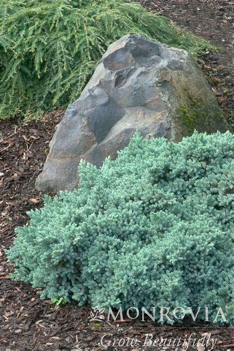 Blue Star Juniper - Trees Today Nursery