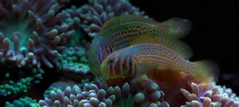 Green Clown Goby ( Care,Size,Diet,Lifespan) Guide – Fishkeeping Forever