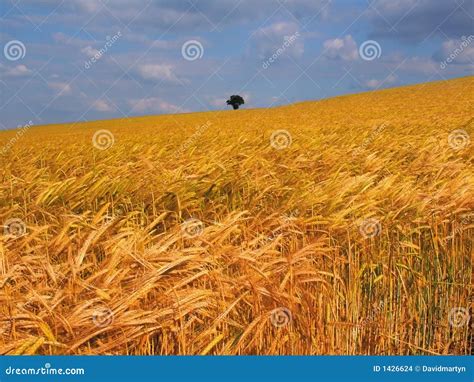 Farmland With Cereal Crops Stock Images - Image: 1426624