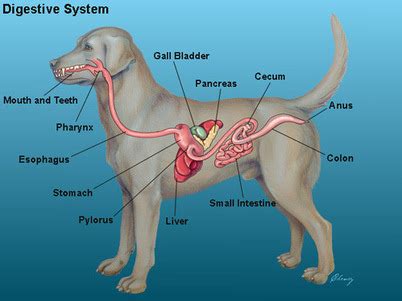 Dogs - Phylum Digestive System