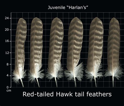 The Feather Atlas - Feather Identification and Scans - U.S. Fish and Wildlife Service Forensics ...