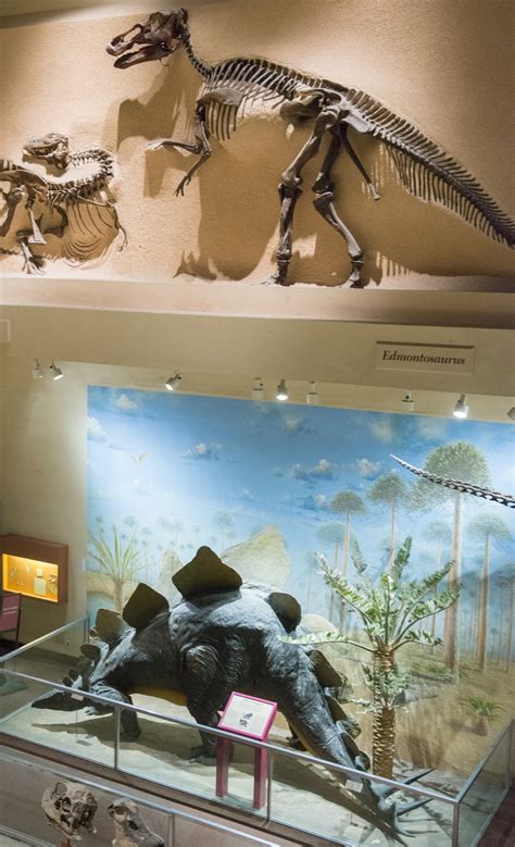 Smithsonian’s dinosaur hall to close April 28 for five-year renovation ...