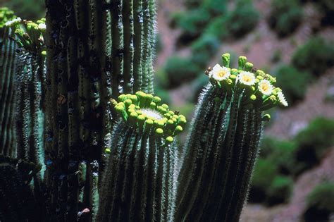 10 Native Plants to Plant in Arizona for Year-Round Color and Beauty