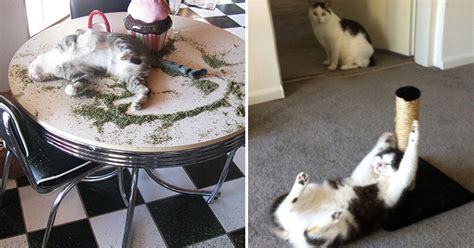 20+ Hilarious Times Cats Found Catnip, And Things Escalated Quickly