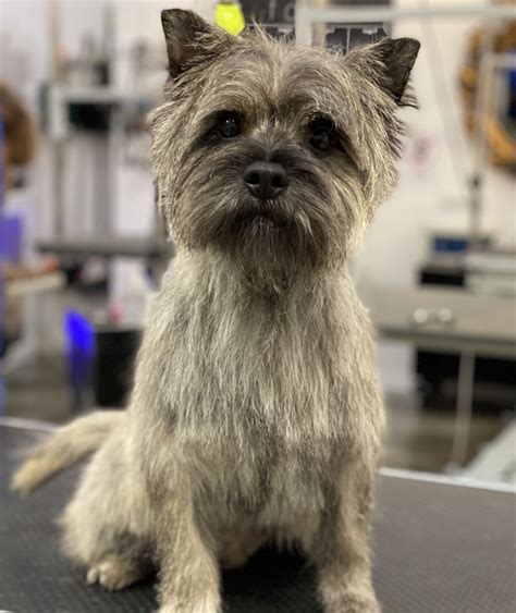 When to Do Hand Stripping on Your Cairn Terrier | Dog Grooming Tutorial