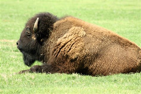 Buffalo Lying In Green Grass Free Stock Photo - Public Domain Pictures