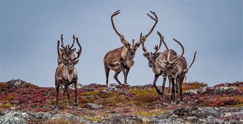 New insights into Fortymile caribou herd source of both hope and ...