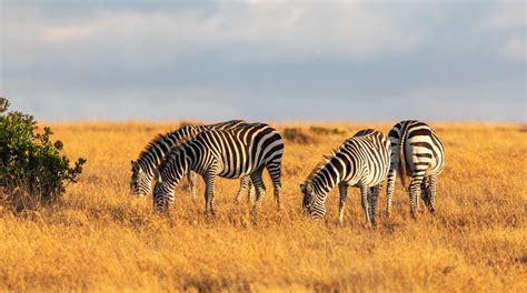 Visit Nanyuki: 2024 Travel Guide for Nanyuki, Laikipia County | Expedia