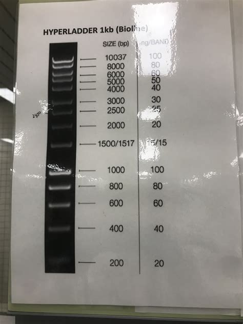 Solved I need to compare my gel electrophoresis results | Chegg.com