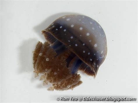 tHE tiDE cHAsER: Scyphozoan Jellyfish (Phylum Cnidaria: Class Scyphozoa ...