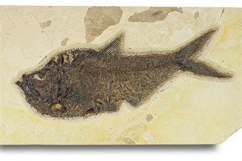 Large, 19" Fossil Fish (Diplomystus) - Green River Formation (#292367 ...