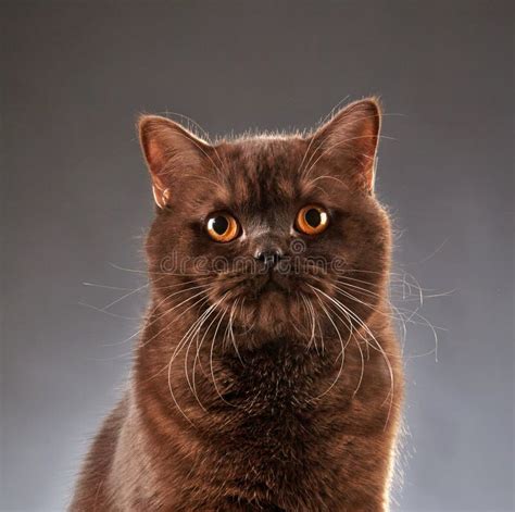 Brown British Shorthair Cat Stock Photo - Image of feline, brown: 41775354