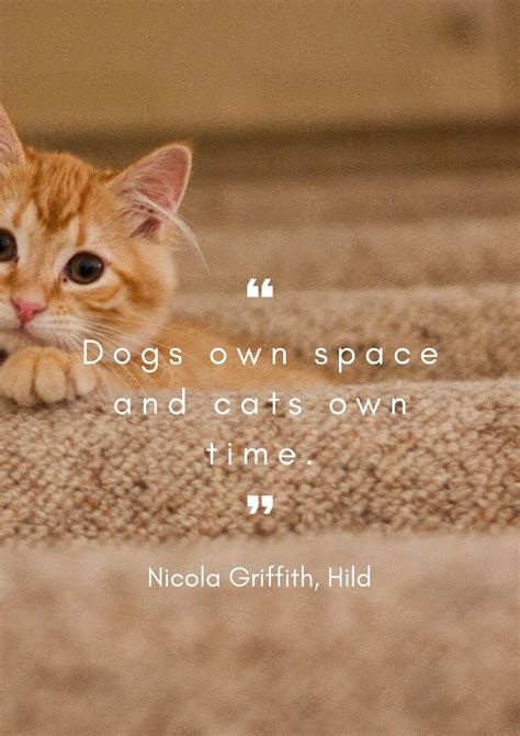 38 Best Cat Quotes for Cat Owners and Cat Lovers