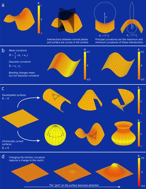 Measures of surface curvature. (a) The principal curvatures are... | Download Scientific Diagram