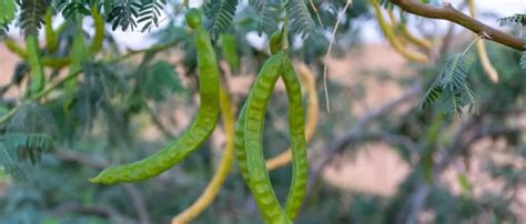 An Intro to Khejri tree : Prosopis cineraria