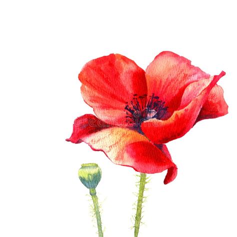 Watercolor Poppy flower stock illustration. Illustration of poppy ...