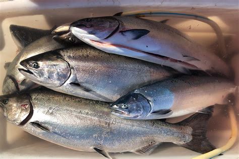 Why is there Alaskan Salmon at Virginia farmers markets?