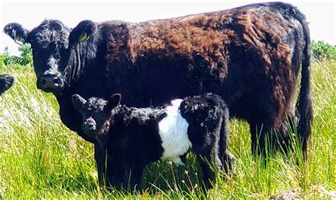 Belted galloway cattle | Black field farm