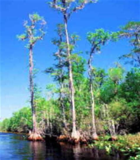 Louisiana State Tree: Bald Cypress