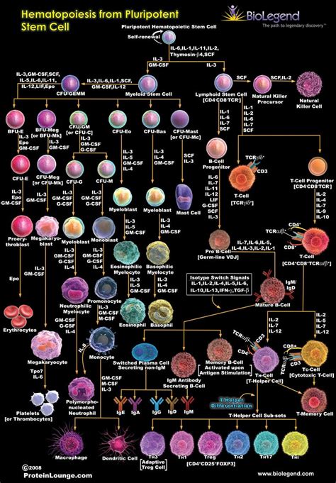 Hematopoiesis from Pluripotent Stem Cell