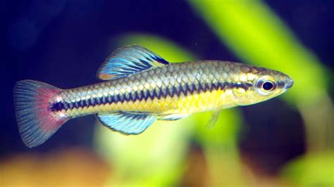 Bluefin Killifish Care: 3 Care Guides Include Special Notes