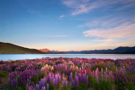 Lupins Of Lake Tekapo Stock Photo - Download Image Now - iStock