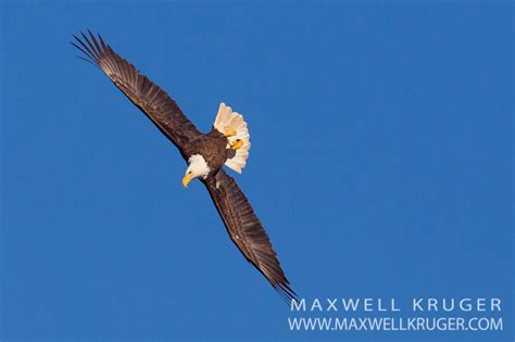 Conowingo Dam Eagles | Maxwell Kruger Photography