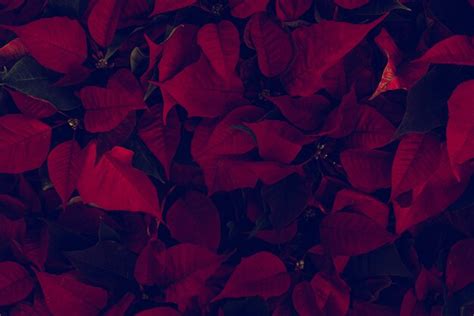 Premium Photo | Beautiful red leaves