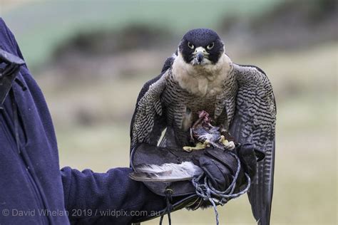 Peregrine Falcon Hunting Technique