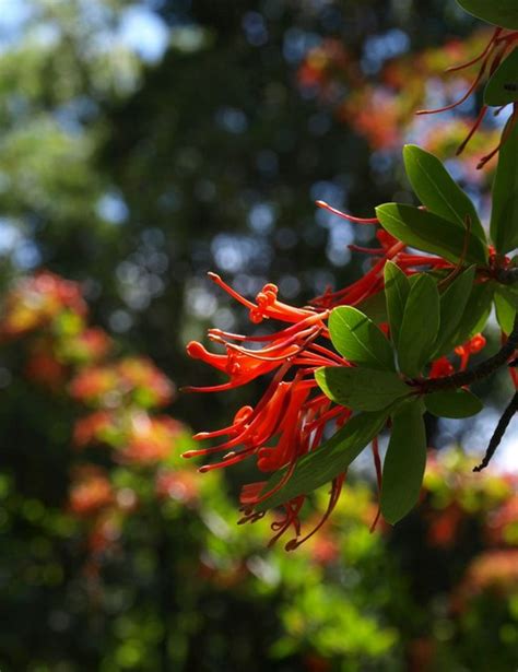 Chilean Fire Bush, Coleton Fishacre © Derek Harper cc-by-sa/2.0 :: Geograph Britain and Ireland