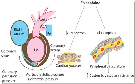 Epinephrine Action On Heart Hormonal Control Of Metab - vrogue.co