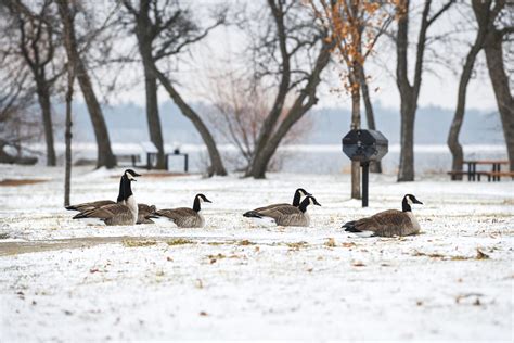 Bemidji finally sees first significant snowfall, but it won't hang ...