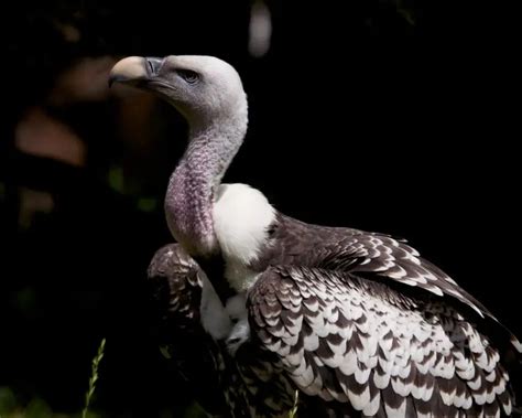 Rüppell's Vulture - Facts, Diet, Habitat & Pictures on Animalia.bio