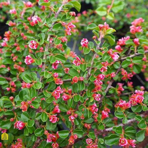 Cotoneaster apiculatus Cranberry Cotoneaster from Home Nursery