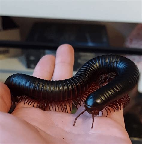 Giant african millipede : r/millipedes