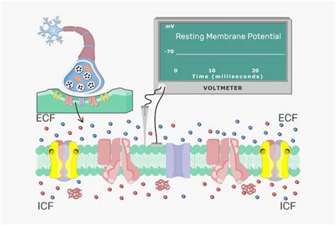 An Image Showing The Stabilizing Action Potential Of - Resting Cell Membrane Potential Animation ...