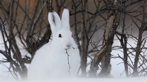 Arctic Hare Information and Fact’s - Zoological World