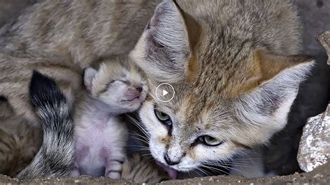 Rare Sand Kittens Born in Israeli Zoo - The New York Times