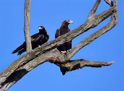 Wedge-Tailed Eagle - Facts, Diet, Habitat & Pictures on Animalia.bio | Wedge tailed eagle ...