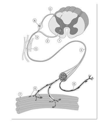 Motor unit anatomy Diagram | Quizlet