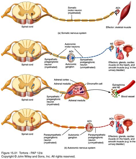 neuron+anatomy | Anatomy & Physiology 246 > Thomas > Flashcards ...